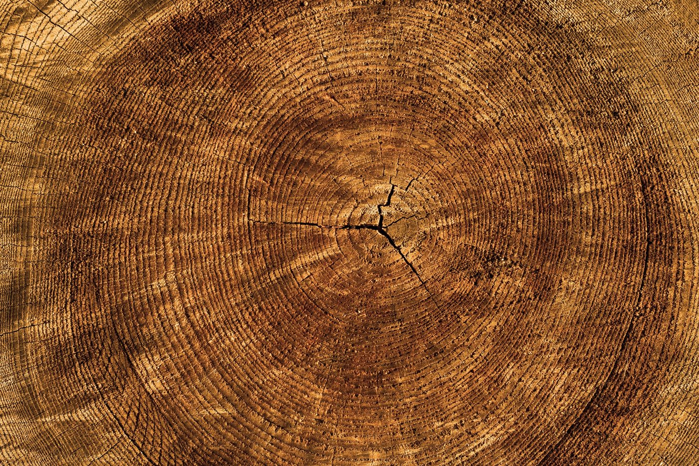 Annual rings in a tree cross-section
