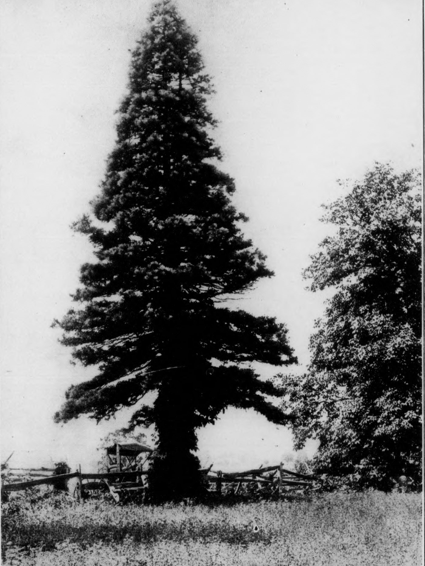 Cypress tree in an outdoor setting