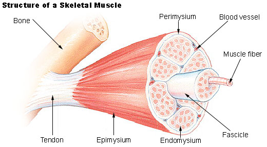 Epimysium labeled on skeletal muscle diagram