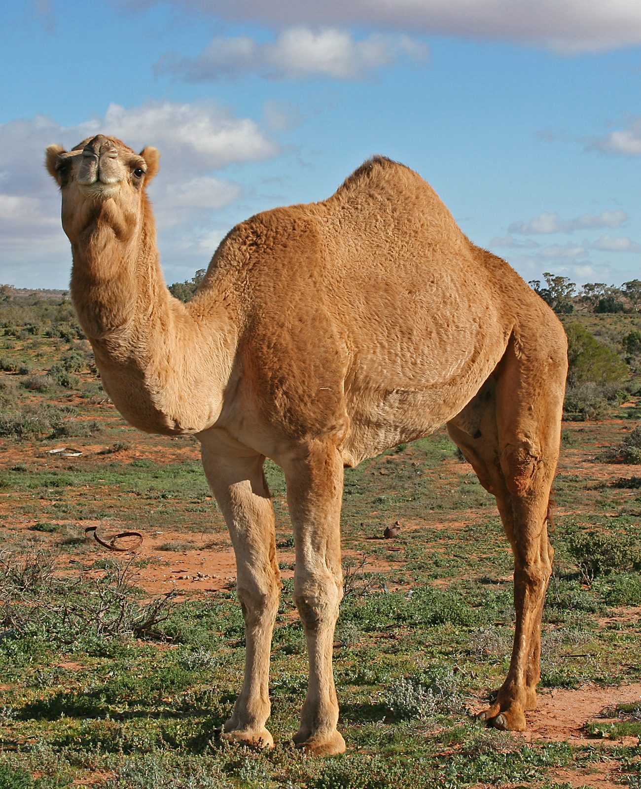 Dromedary camel, member of family Camelidae