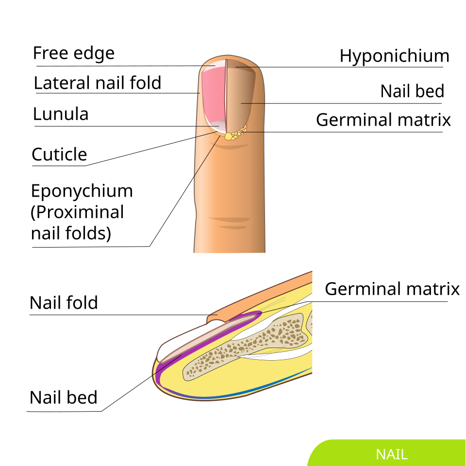 Diagram showing lunula on fingernail
