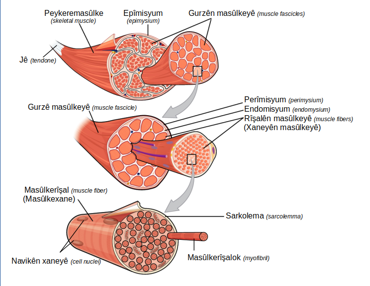 Diagram showing perimysium in muscle structure