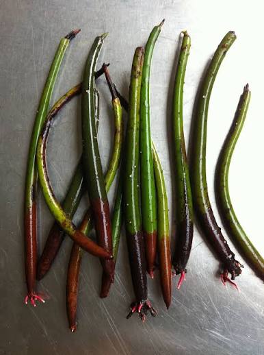 propagule planting materials