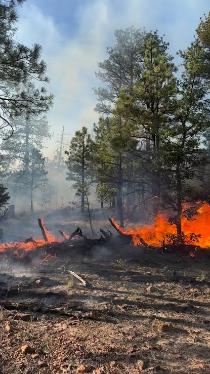 Controlled burning as a method of land clearing.