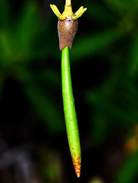 propagule as a planting material
