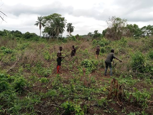 Manual land clearing using a panga and slasher.