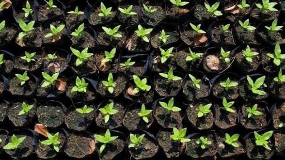 image of sleeved seedlings